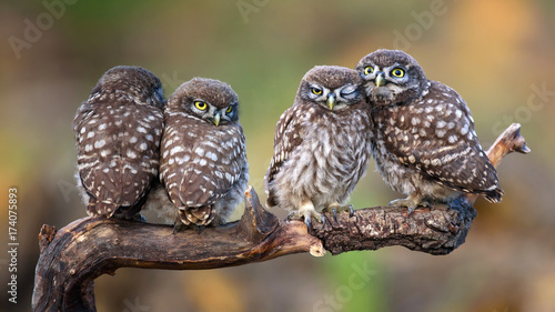 Four little owls sitting in pairs on a stick.