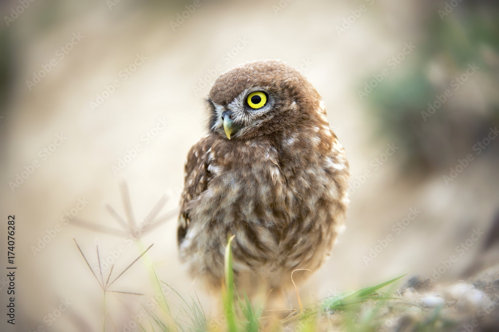 The little owl stands on a beautiful background. Portrait. The little owl stands on a beautiful background. Portrait.