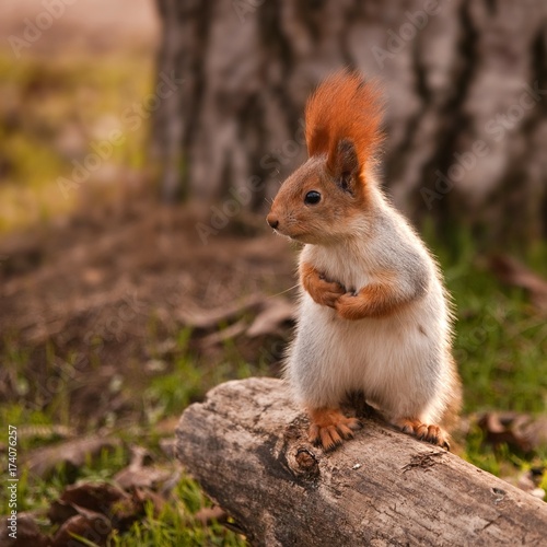 Squirrel standing on a log with folded front paws.