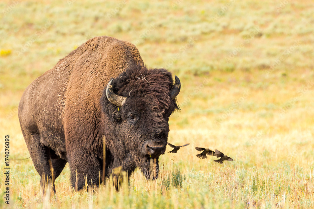 Bison Bull & Birds, Yellowstone Bison Bull & Birds, Yellowstone