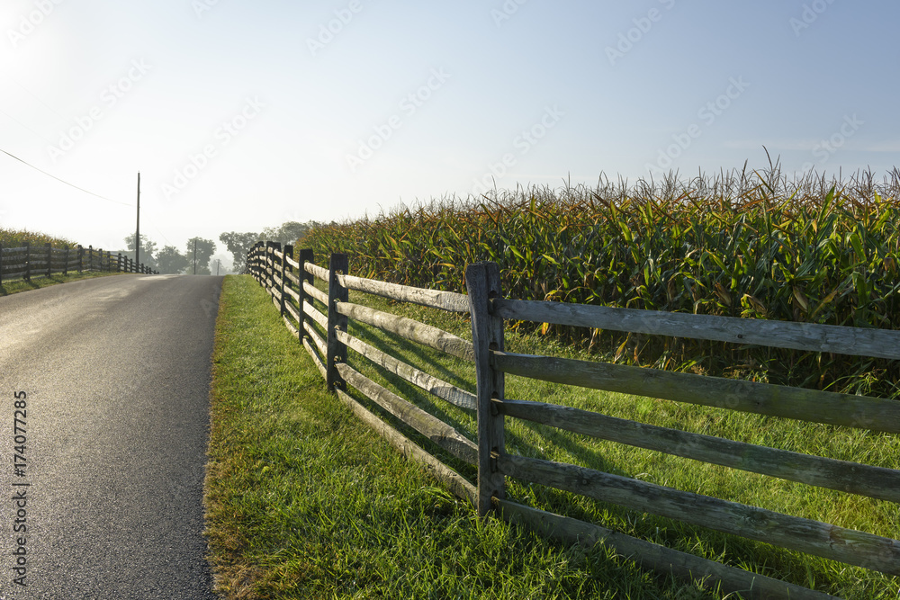 Split Rail Fence along Corn Field in Bright Morning Light