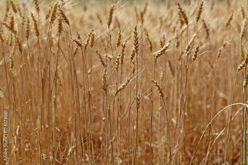 Details of a barley field