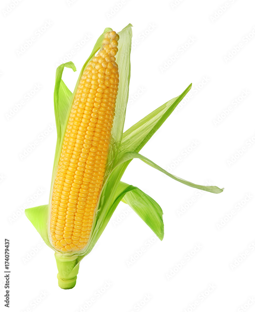 Fresh corn cob, isolated on white Fresh corn cob, isolated on white