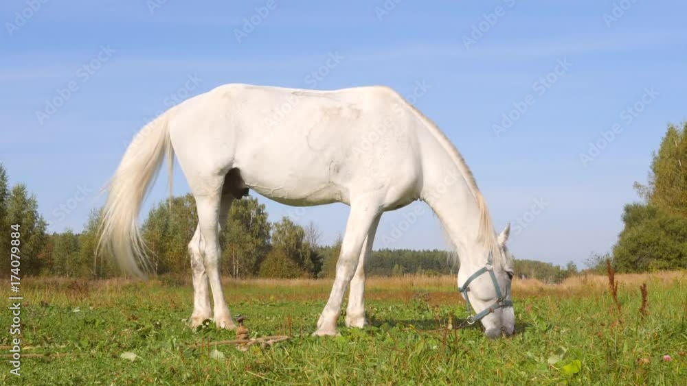 Beautiful White Horse Eating Green Grass on a Field. 4K Beautiful White Horse Eating Green Grass on a Field. 4K