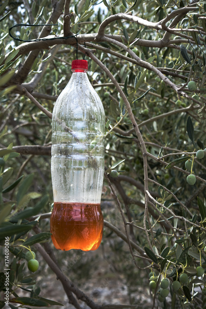 Ecological olive fly trap, plastic bottle with bait for insects
