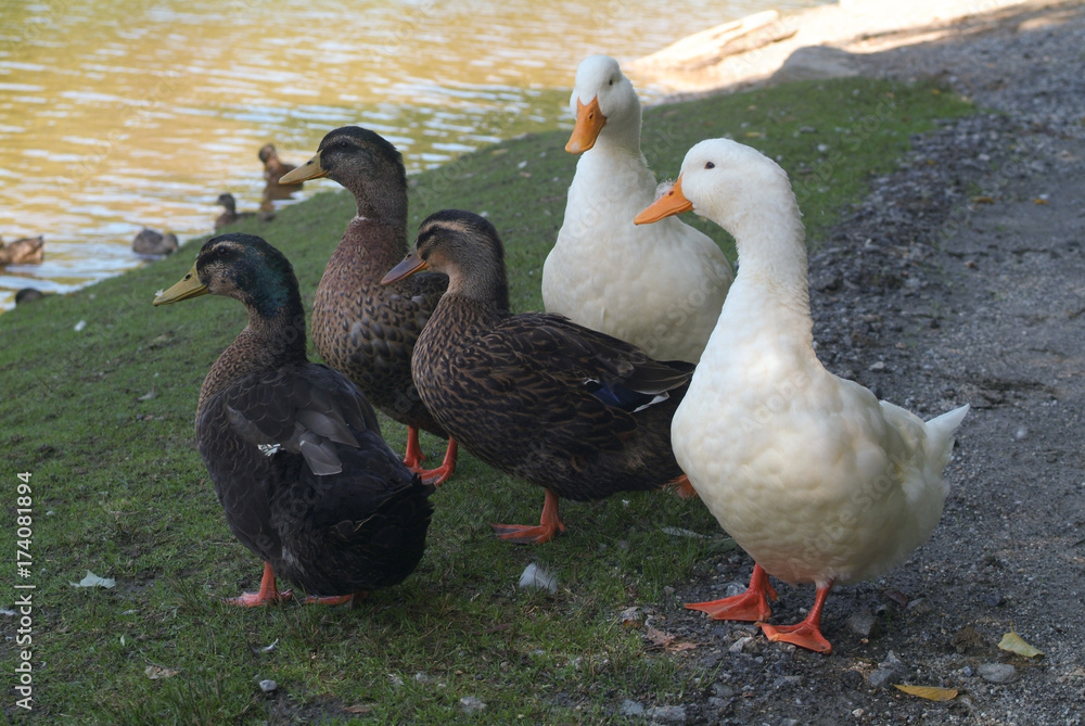 Fototapeta premium Five Ducks