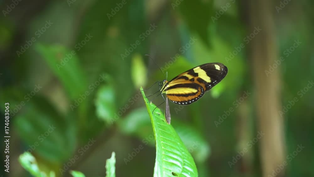 Close-up of a colorful butterfly stand on flower and flying. Close-up of a colorful butterfly stand on flower and flying.