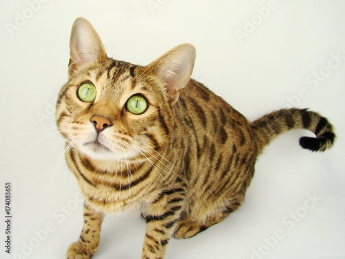 Bengal cat sitting on gray background - Stock photo © TopDigiPro