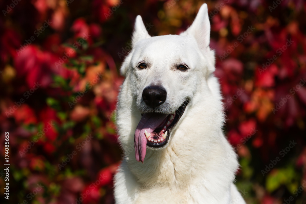 White Swiss shepherd dog White Swiss shepherd dog