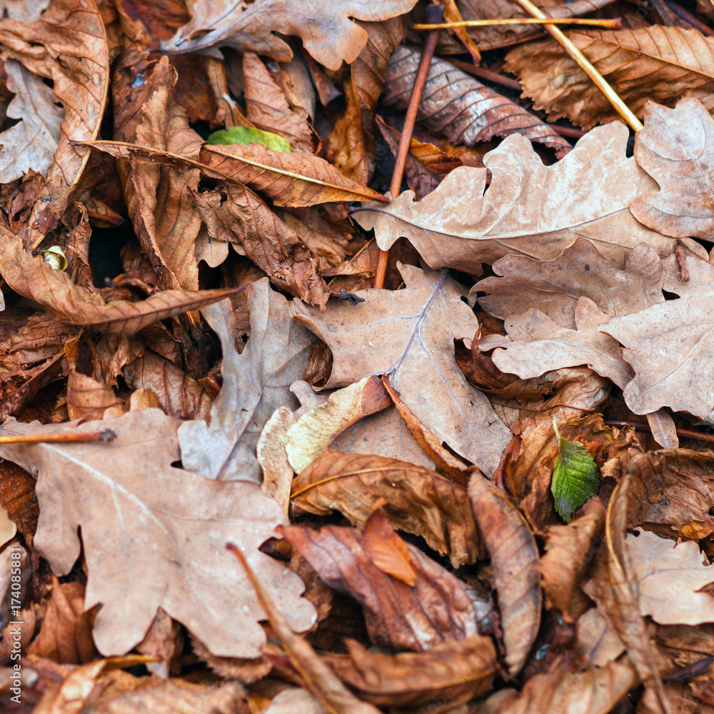 Fallen leaves of chestnut, maple, oak, acacia. Brown, red, orange and gren Autumn Leaves Background