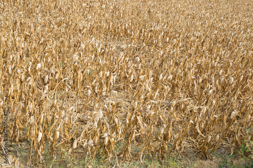 corn field devastated by drought. A symbol of climate change photo