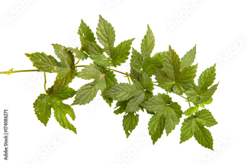 Green branch of hops isolated on white background