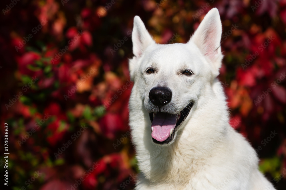 White Swiss shepherd dog White Swiss shepherd dog