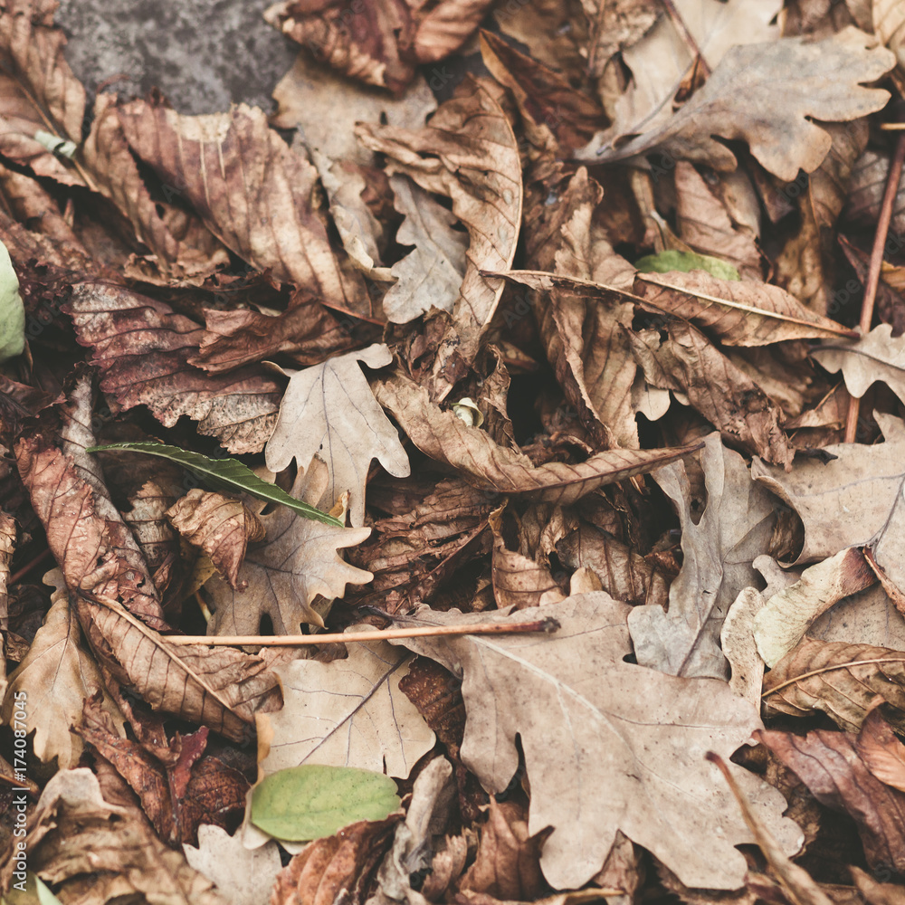 Fallen leaves of chestnut, maple, oak, acacia. Brown, red, orange and gren Autumn Leaves Background. Soft colors Fallen leaves of chestnut, maple, oak, acacia. Brown, red, orange and gren Autumn Leaves Background. Soft colors