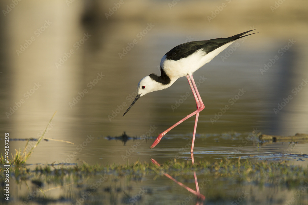 Obraz premium Black Winged Stilt wading