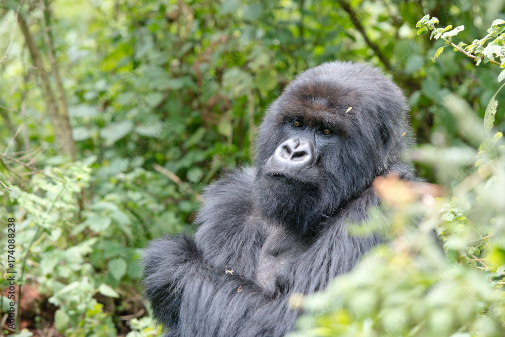 Fototapeta premium Gorilla