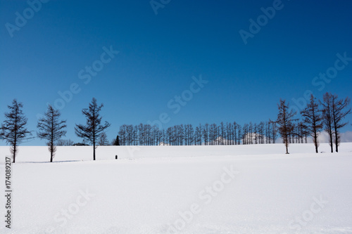 雪原とカラマツ並木と青空   © kinpouge