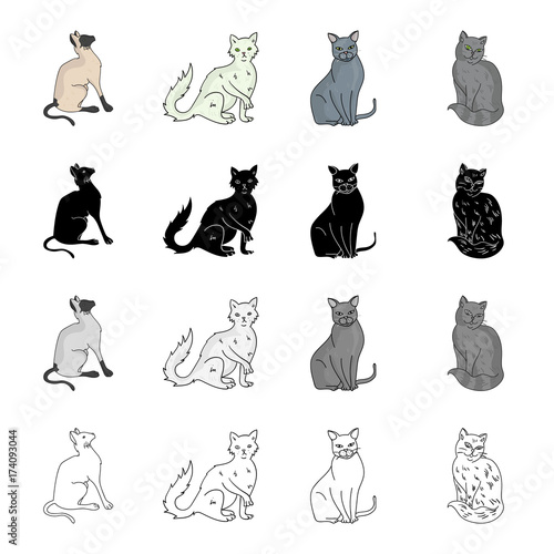 Cat breed Briton, Siamese, Nibelung, Chartreus. Different breeds of cat set collection icons in cartoon black monochrome outline style vector symbol stock illustration web.