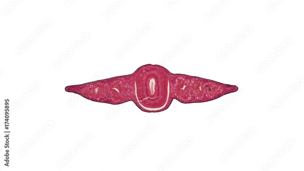 cross section cut of planaria under the microscope cross section cut of planaria under the microscope