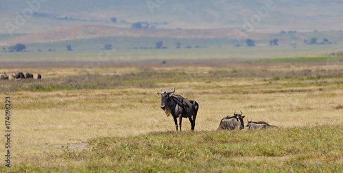 Wildebeest On The Hill © Richard Buchbinder