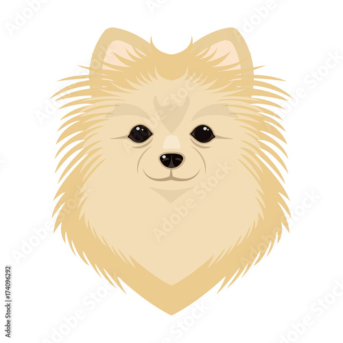 Breed of a dog, spitz.Muzzle Spitz single icon in cartoon style vector symbol stock illustration web.