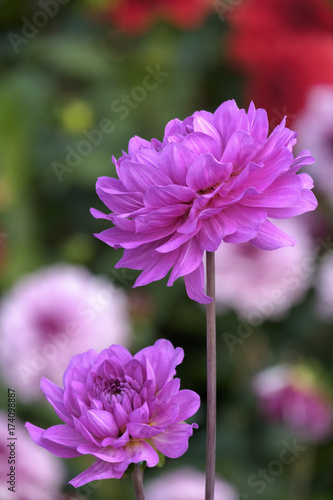 Fototapeta Naklejka Na Ścianę i Meble -  Dekorative Dahlie (Dahlia), Sorte Karma Lagoon