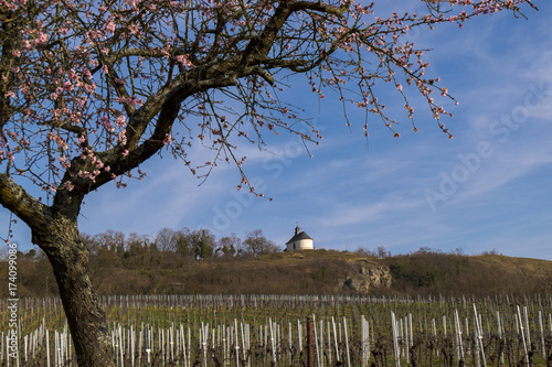 Blühender Mandelbaum  (Prunus dulcis) vor der Kleinen Kalmit photo