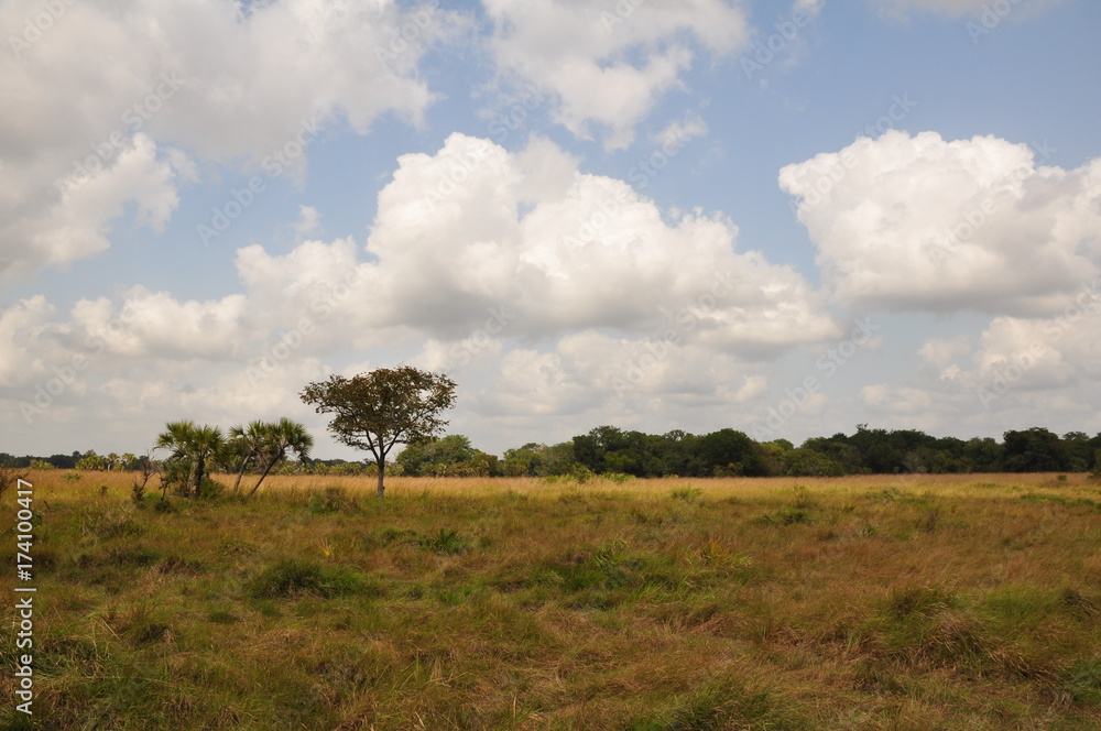 The African landscape. Mozambique