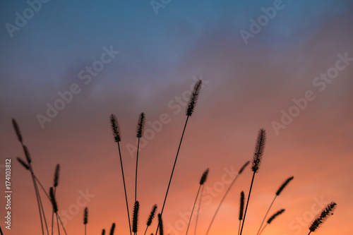 Wild grass spikes at dusk with colorful burning sky in the background. End of the summer, changing weather conceptual background