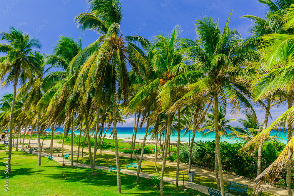 beautiful inviting nice tropical palm tree garden with turquoise tranquil ocean and white sand beach in background beautiful inviting nice tropical palm tree garden with turquoise tranquil ocean and white sand beach in background
