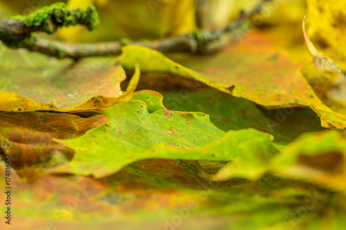 Autumn decoration - Colorful maple leaves