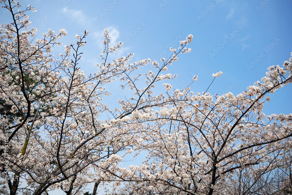 Cherry blossoms bloom on April in Japan.Tourist and leisure seasons of April. Cherry blossoms bloom on April in Japan.Tourist and leisure seasons of April.