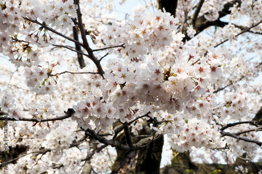 Cherry blossoms bloom on April in Japan.Tourist and leisure seasons of April. Cherry blossoms bloom on April in Japan.Tourist and leisure seasons of April.