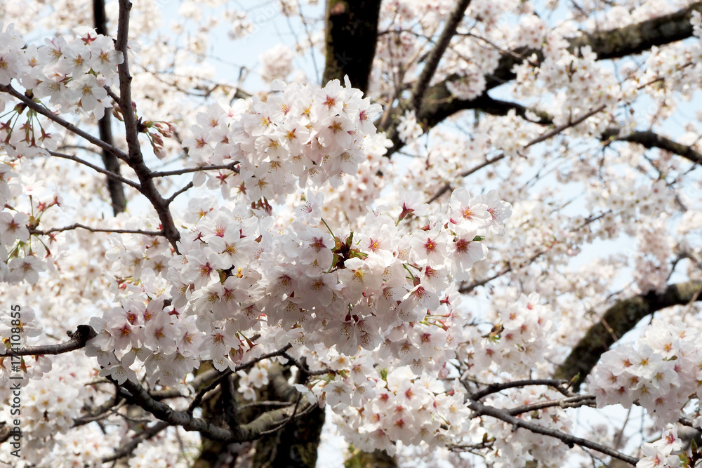 Cherry blossoms bloom on April in Japan.Tourist and leisure seasons of April. Cherry blossoms bloom on April in Japan.Tourist and leisure seasons of April.