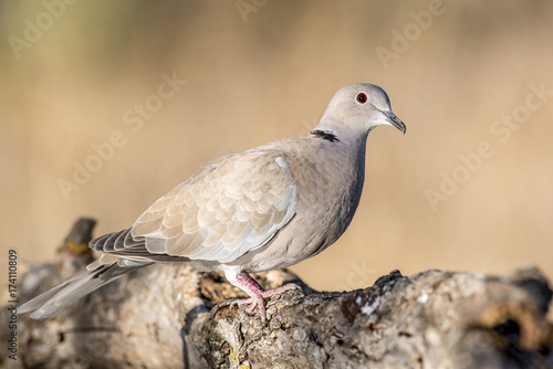 Streptopelia decaocto © fsanchex