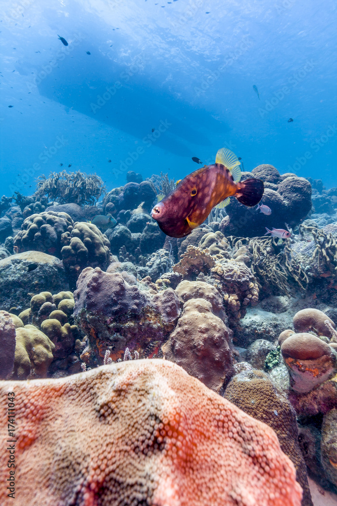 Fototapeta premium Caribbean coral reef