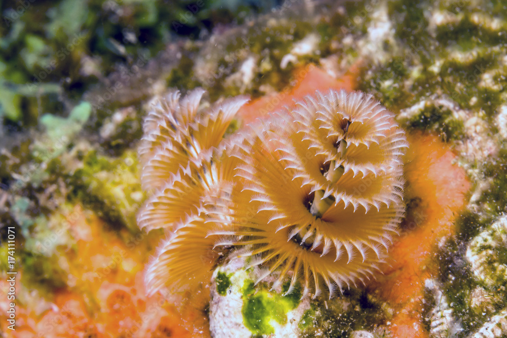 Obraz premium Spirobranchus giganteus, Christmas tree worms