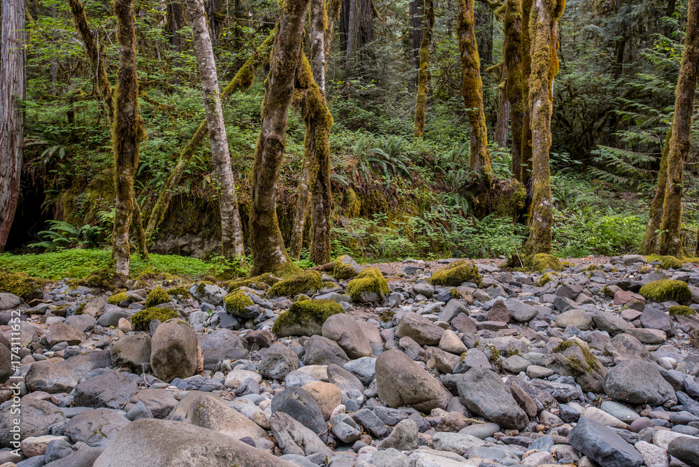 Rocks and Trees Along Brice Creek Trail Rocks and Trees Along Brice Creek Trail