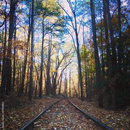 Train tracks through the forest