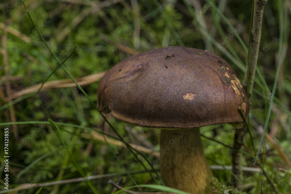 Imleria badia mushroom in green moss Imleria badia mushroom in green moss