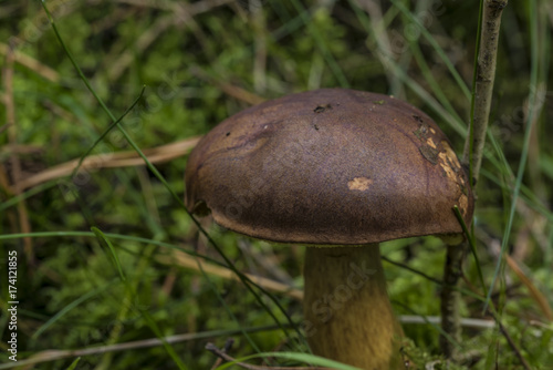 Imleria badia mushroom in green moss