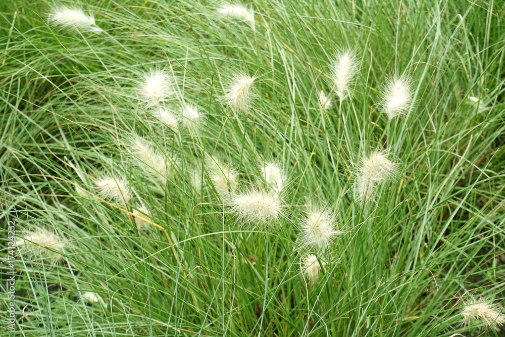 fountain grass in nature garden fountain grass in nature garden