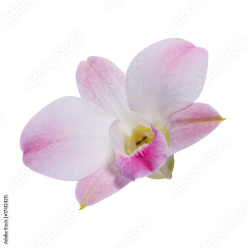 Pink  Orchid  Dendrobium  on white back ground