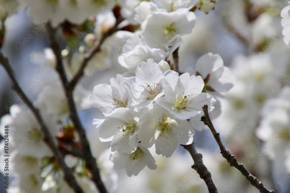 赤津の御前桜（郡山市）