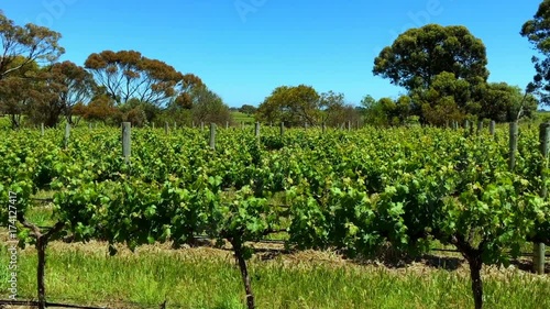 Rows of grapevines in the McLaren Vale winery region, South Australia, closeup panning, handheld. photo