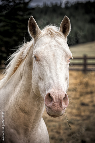 Portrait of a white horse.