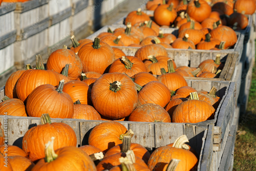 colorful pumpkins in container at farm in autumn harvest season colorful pumpkins in container at farm in autumn harvest season