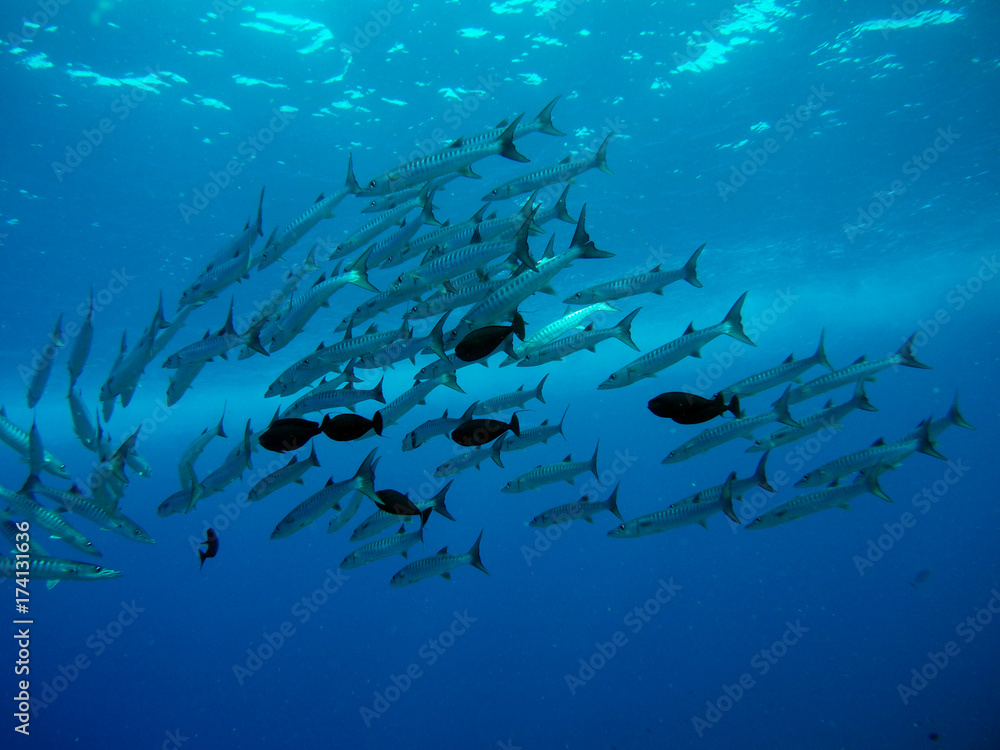 Fototapeta premium School of barracudas in Sabah, Malaysia