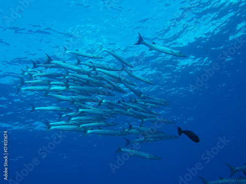 School of barracudas in Sabah, Malaysia © MuhammadHamizan