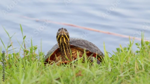 Turtle on the grass by a lake.